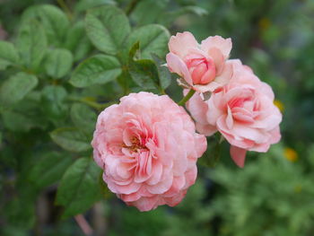 Close-up of pink rose