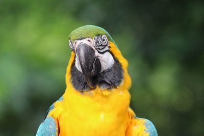 Close-up of a bird looking away