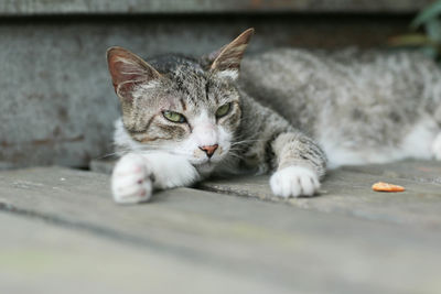 Close-up portrait of a cat