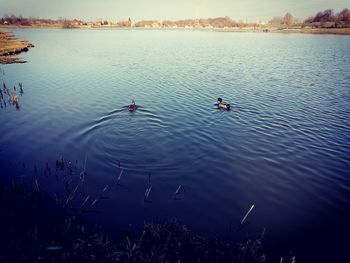 Birds in lake