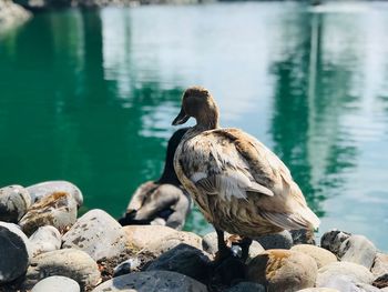 Bird perching on rock at lakeshore