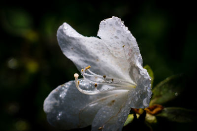 Close-up of wet white flower