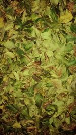 Full frame shot of lizard