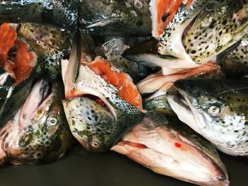 High angle view of fish heads in container