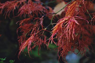 Close-up of red autumn tree