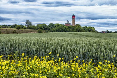 Scenic view of agricultural field against sky
