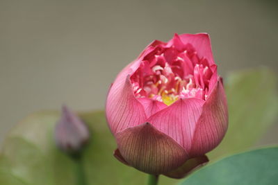 Close-up of pink lotus