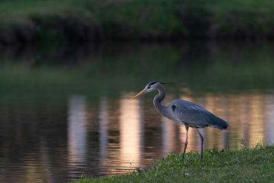 High angle view of gray heron in lake