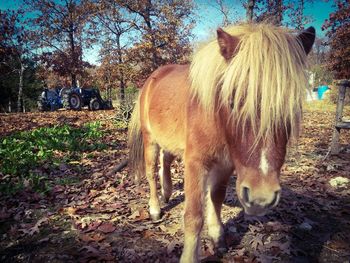 Sheep grazing on field