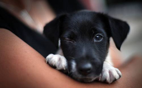 Portrait of black puppy