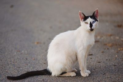 Portrait of cat