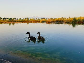 View of ducks swimming in lake