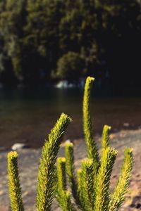 Close-up of fern