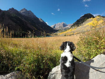 Rear view of dog on rock against mountains