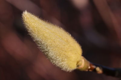 Close-up of succulent plant