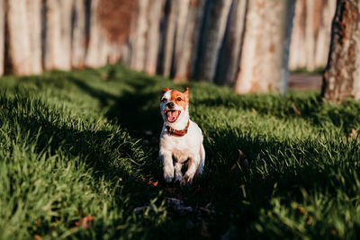 Dog sitting on grass