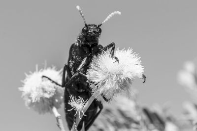 Close-up of insect on flower against sky