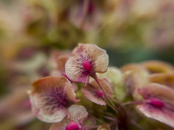 Close-up of pink flower