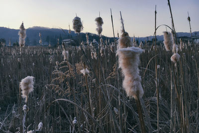 Close-up of sheep on field