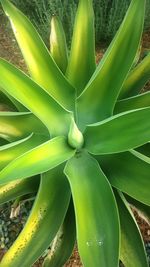 Full frame shot of succulent plant