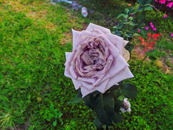 High angle view of rose bouquet