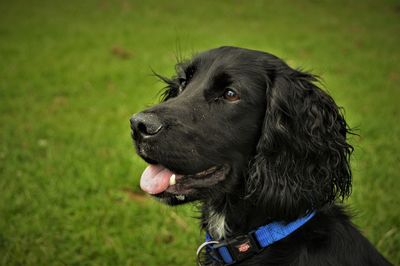 Close-up of black dog sticking out tongue