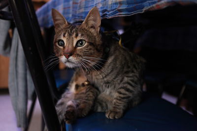 Close-up of a cat looking away