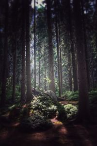 Trees in forest