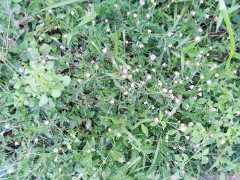 High angle view of plants growing on field