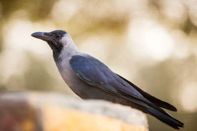 Close-up of bird perching