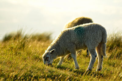 Sheep on field