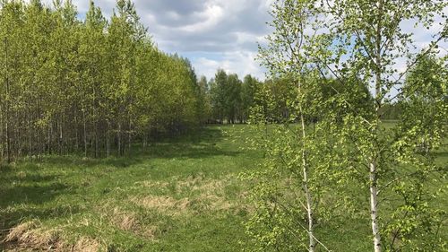 Trees on field against sky