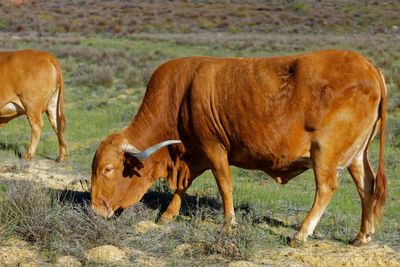 Cows in a field