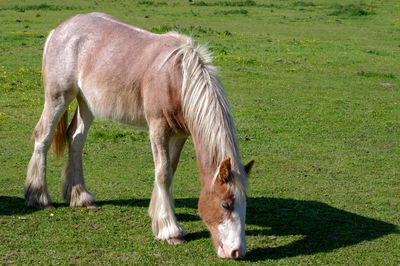 Horse grazing in a field