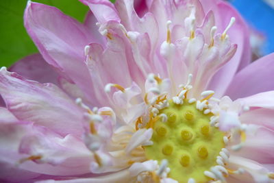 Close-up of pink flowers