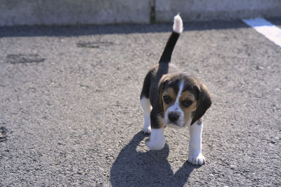 pet