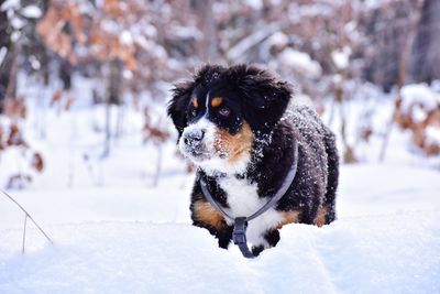 Bernese mountain dog in snowy forest in ukraine