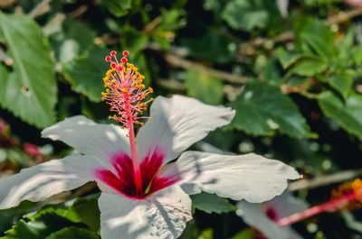 Close-up of red hibiscus blooming outdoors