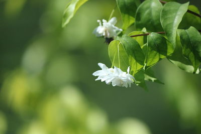 Close-up of white flowering plant