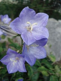 Close-up of purple flower