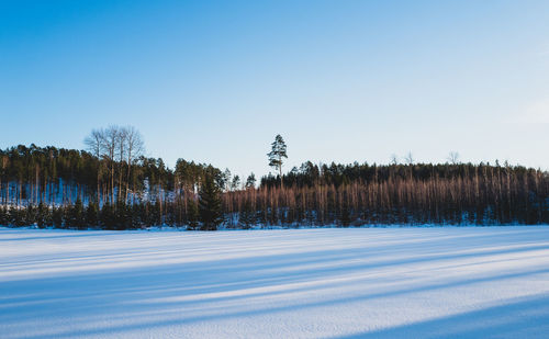Trees on snow covered land against clear blue sky