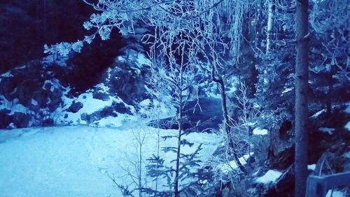 View of snow covered trees in forest