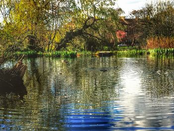 Reflection of trees in water