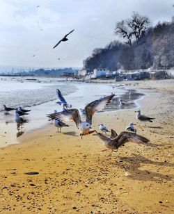 Seagulls flying over beach