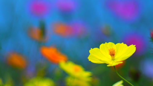 Close-up of flowers growing on field