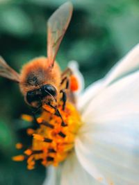 Close-up of bee pollinating on flower