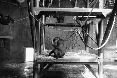 Chimpanzee sitting on structure at zoo