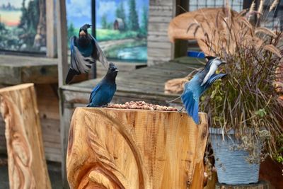 View of bird perching on wood