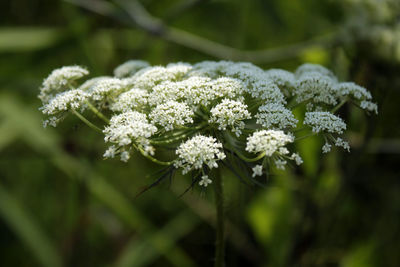 Field flower