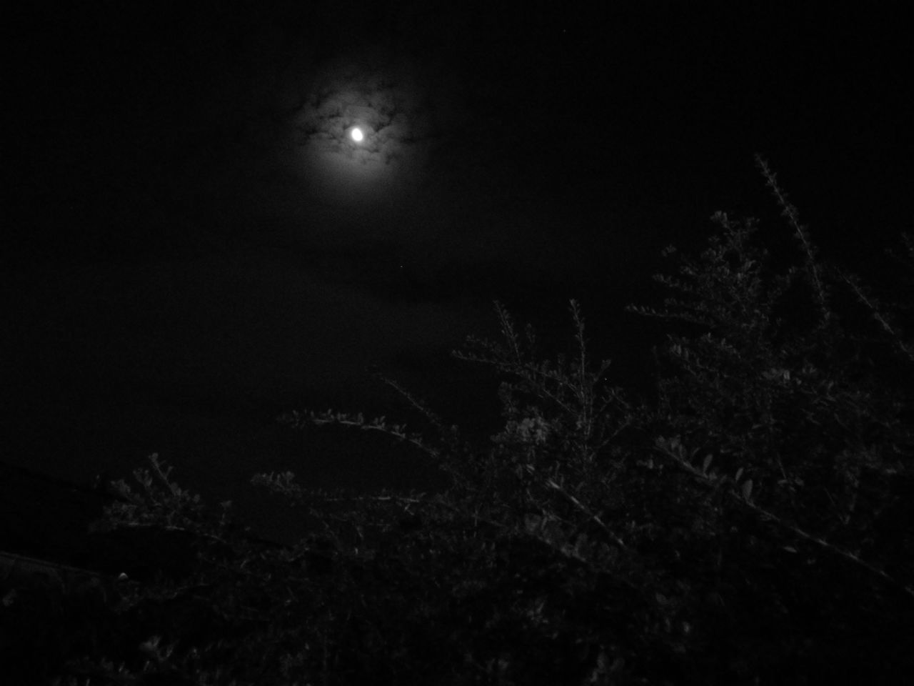 night, moon, tree, scenics, tranquil scene, tranquility, dark, beauty in nature, nature, forest, low angle view, full moon, growth, sky, non-urban scene, moonlight, majestic, outdoors, branch, woodland, solitude, remote, high section, wilderness, no people